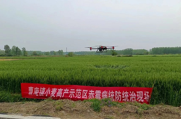 抢抓窗口期  防治小麦赤霉病 (2)
