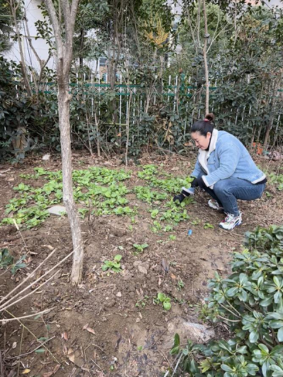 整治毁绿种菜  美化小区环境