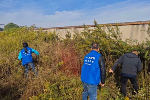 史院乡：多点发力绘“净”景，合力铲除“一枝黄花”